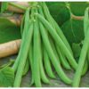 Semence de Haricot Vert