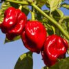 HOT-PEPPER-ANTILLAIS-1-e1604658373713