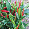 GIGG-S12
Thai Chili Pepper 3.JPG